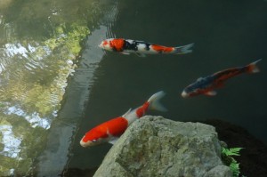 辻家庭園