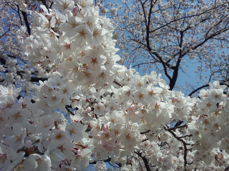 桜