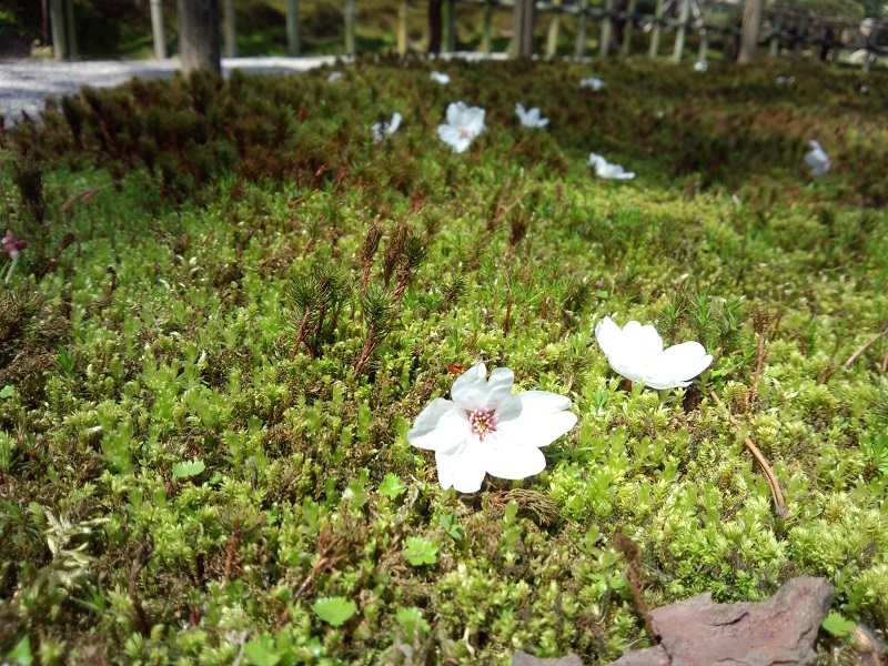 SAKURA 　桜