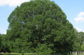 american_white_oak_2[1]