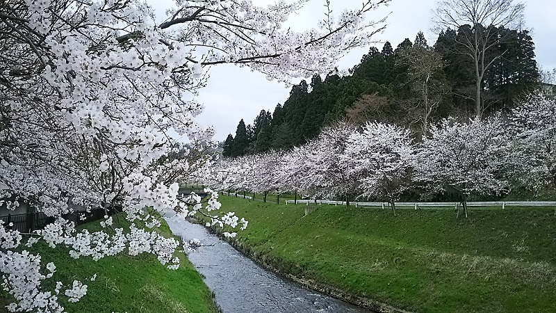 桜川