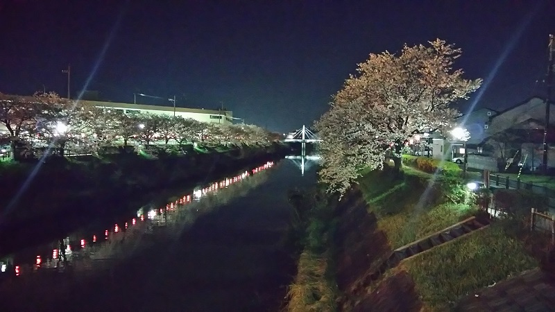 夜桜