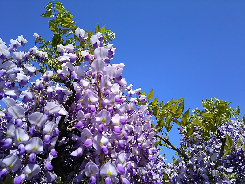 藤の花