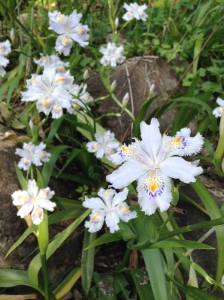 富山　花