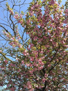 富山　八重桜