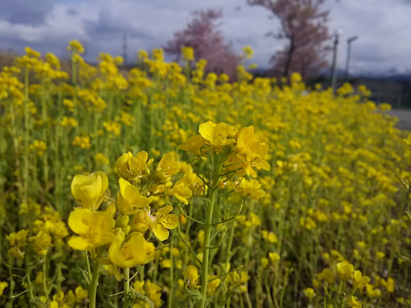 菜の花