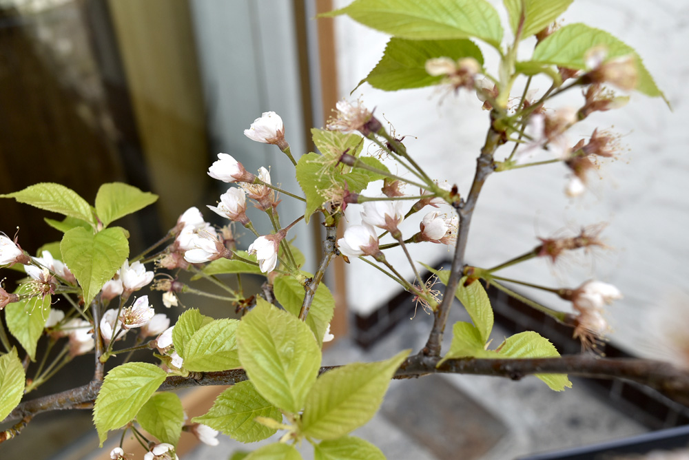 植物を置く