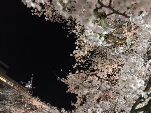 家具　桜