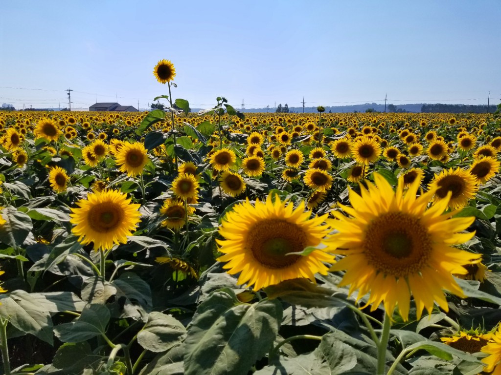 夏と張地。