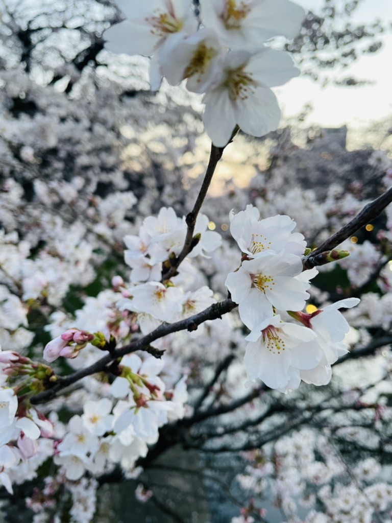 気分を上げるお皿