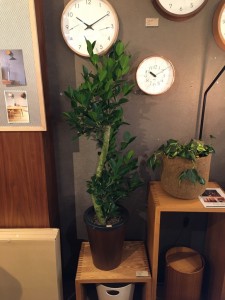 富山　家具　観葉植物　おしゃれ