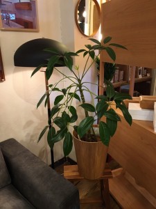 富山　家具　ミヤモト家具　おしゃれ　観葉植物