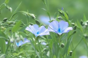 ベッド　おしゃれ　富山　リネン