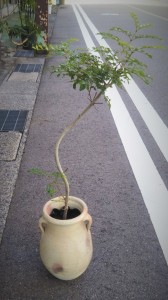 観葉植物　おしゃれ　富山　おすすめ