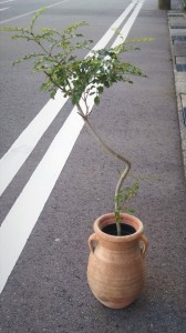 観葉植物　おしゃれ　富山　おすすめ