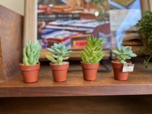 観葉植物　おしゃれ　富山　おすすめ