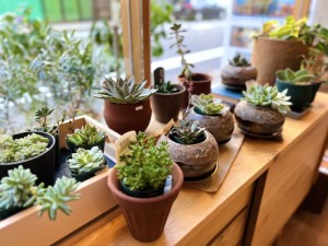 観葉植物　おしゃれ　富山　おすすめ