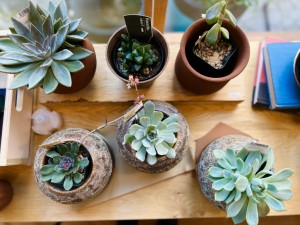 観葉植物　おしゃれ　富山　おすすめ