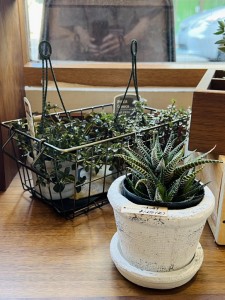 観葉植物　おしゃれ　富山　おすすめ