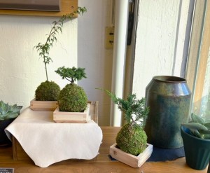 苔玉　観葉植物　オシャレ　家具　富山