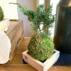 苔玉の魅力