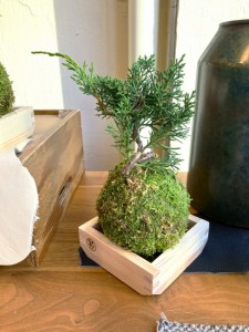 苔玉　観葉植物　オシャレ　家具　富山