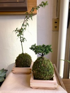 苔玉　観葉植物　オシャレ　家具　富山