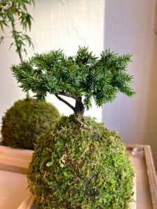 苔玉　観葉植物　オシャレ　家具　富山