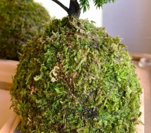 苔玉　観葉植物　オシャレ　家具　富山