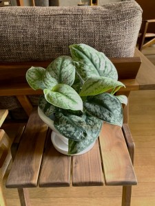 植物　オシャレ　家具　富山